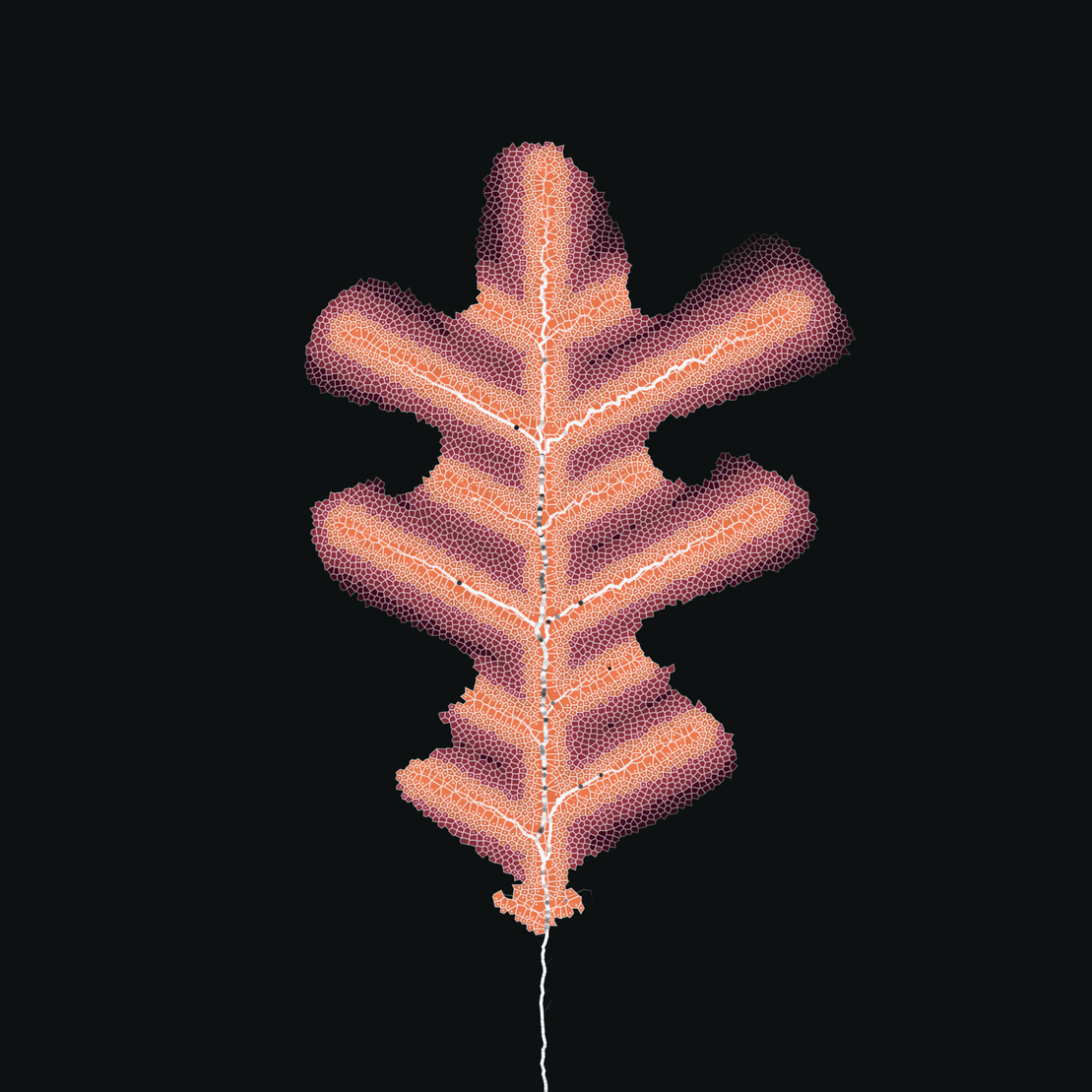 Leaf study #6