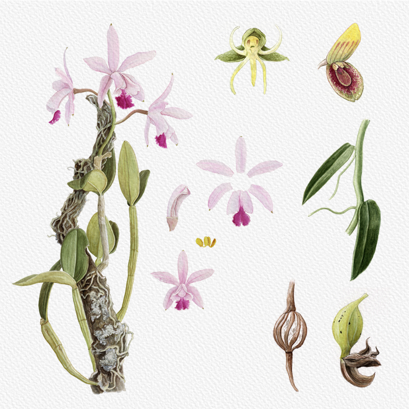 Botanical Illustration - Orchids 1 #54