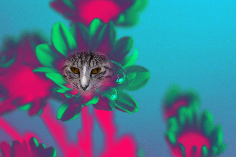 Flowering Cat #12