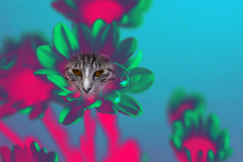 Flowering Cat #10