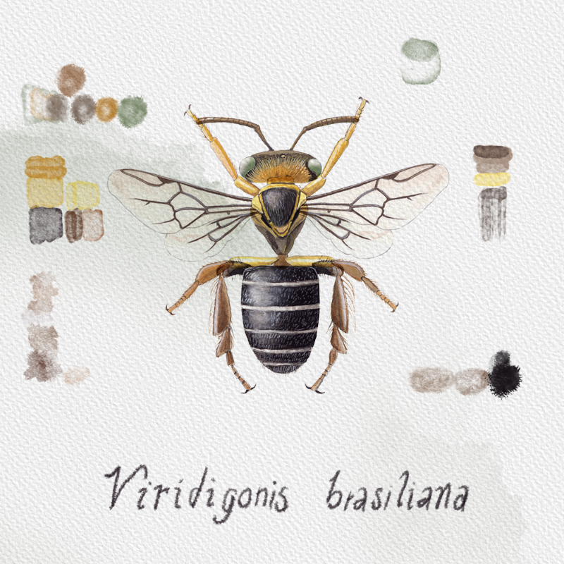 Randomic Brazilian Bees  #69