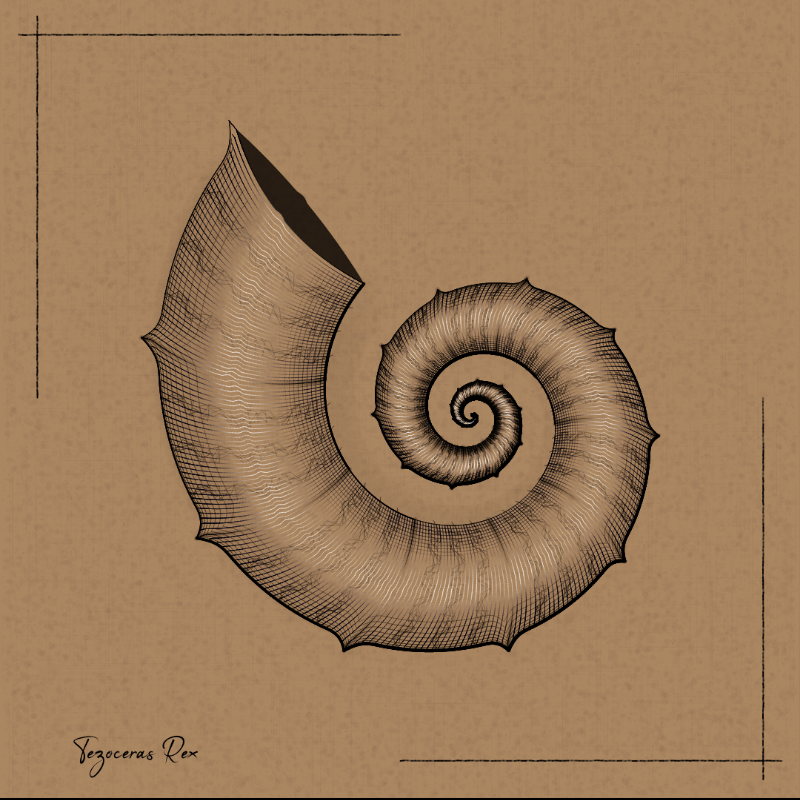 Ammonites #90