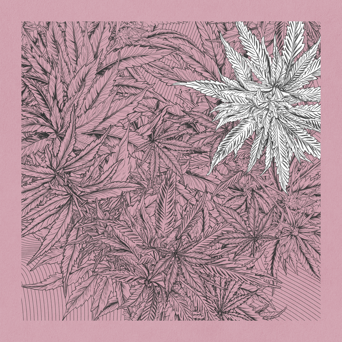 zancannabis #190