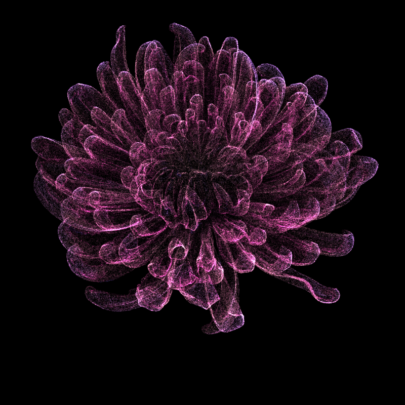 Chrysanthemum Morifolium 30