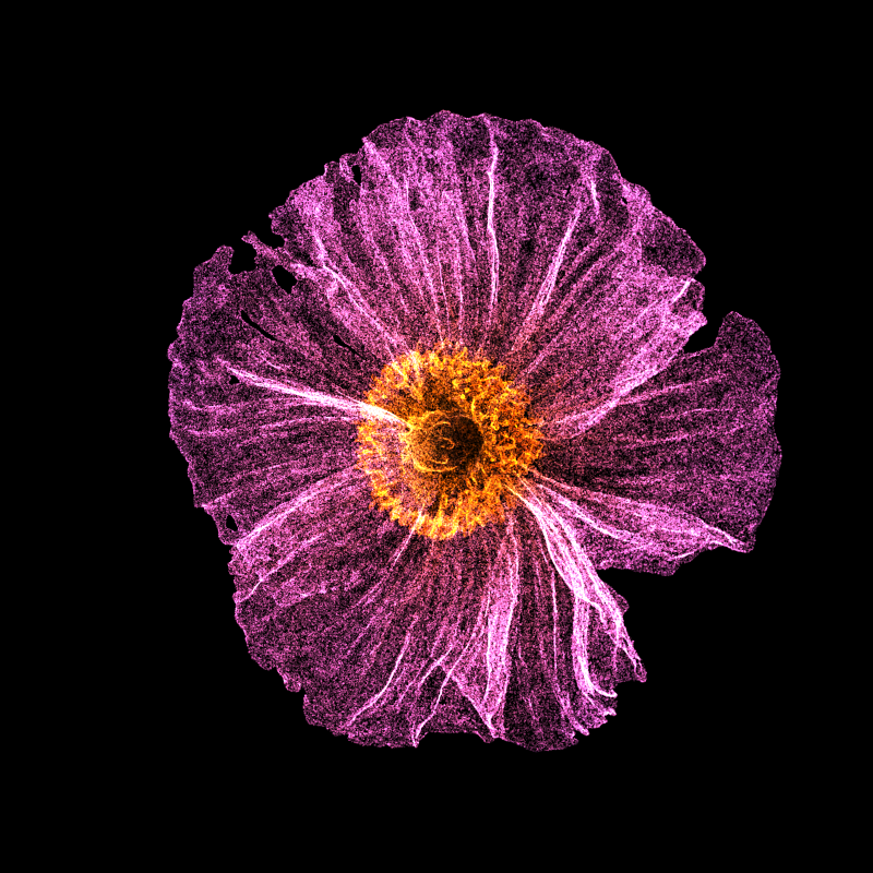 White Poppy 30 #31