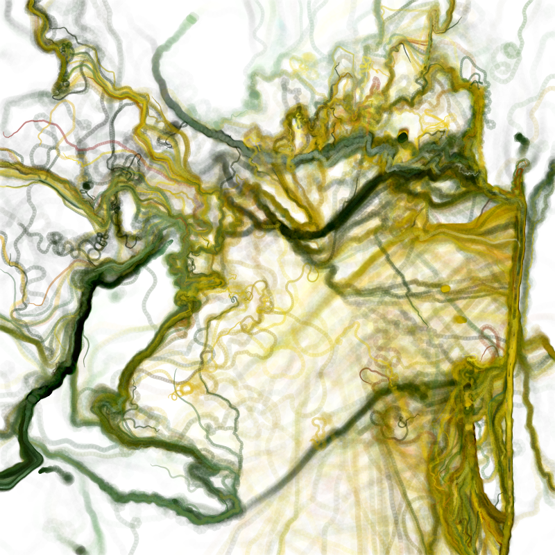 Hypericum #164