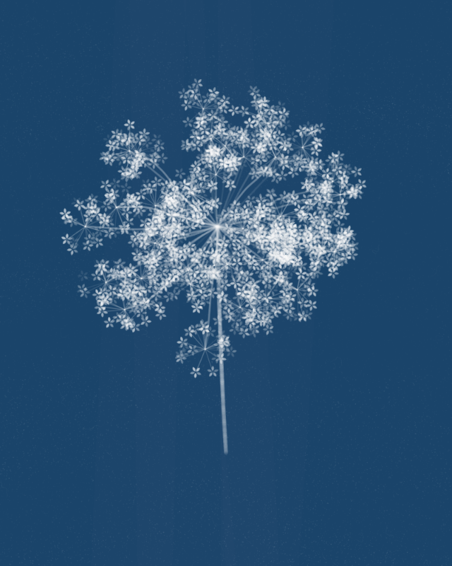 Cyanotypes #132