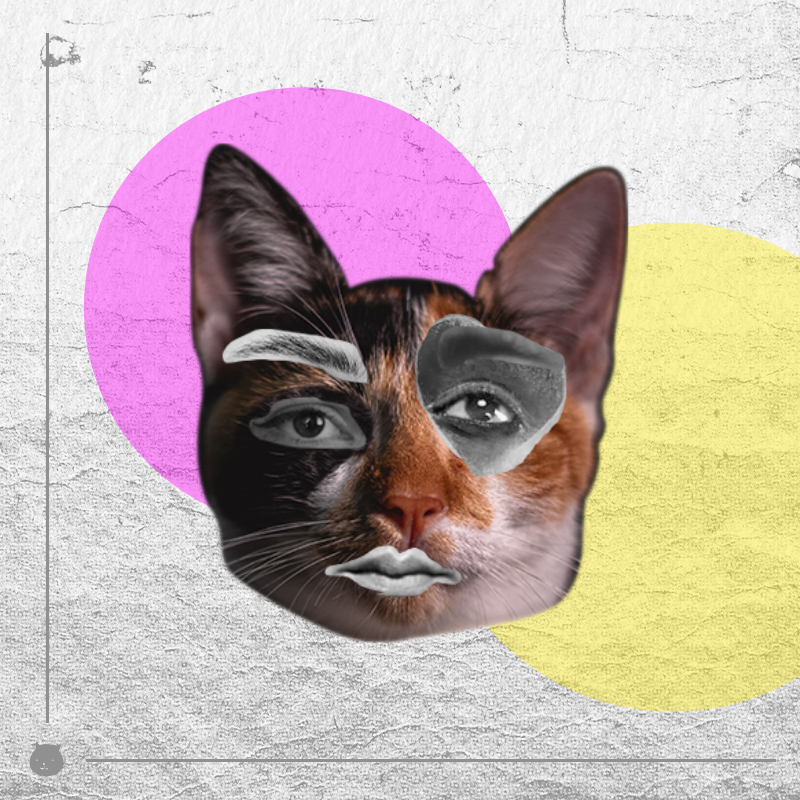 Kittenstein #56