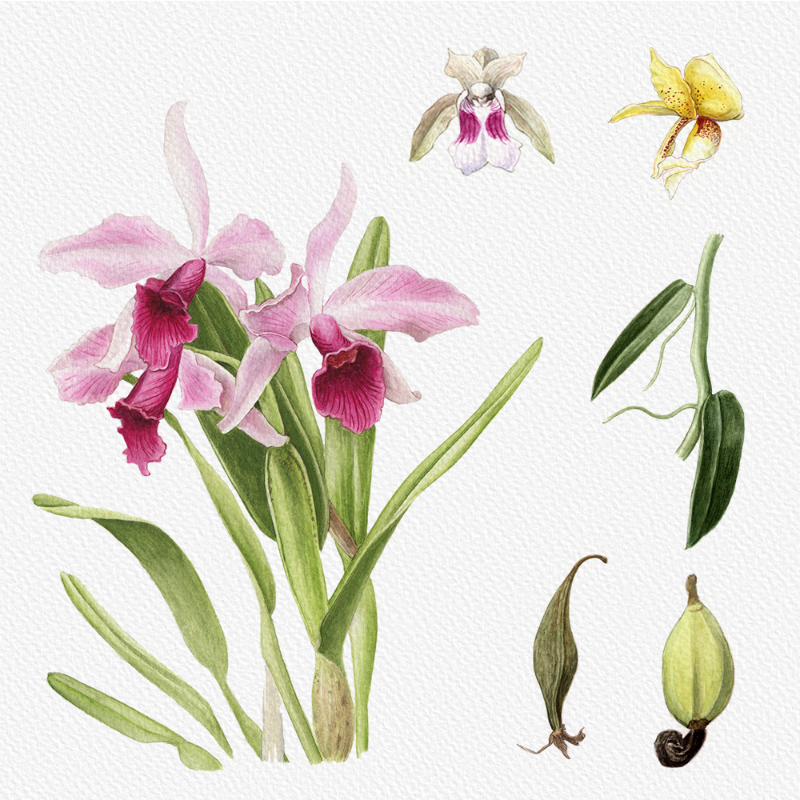 Botanical Illustration - Orchids 1 #86