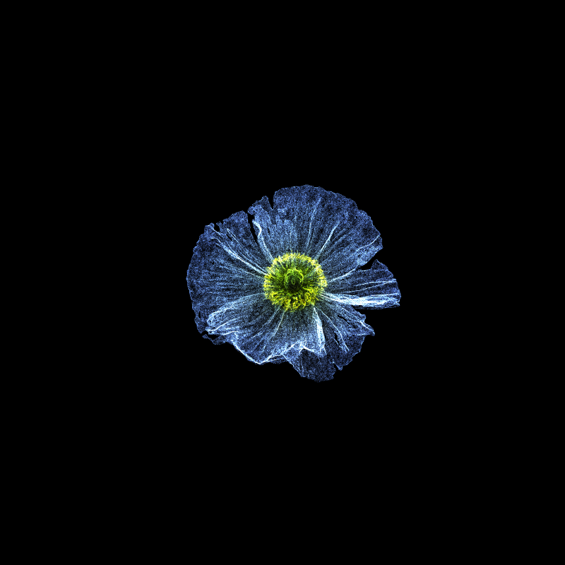 White Poppy 30 #158