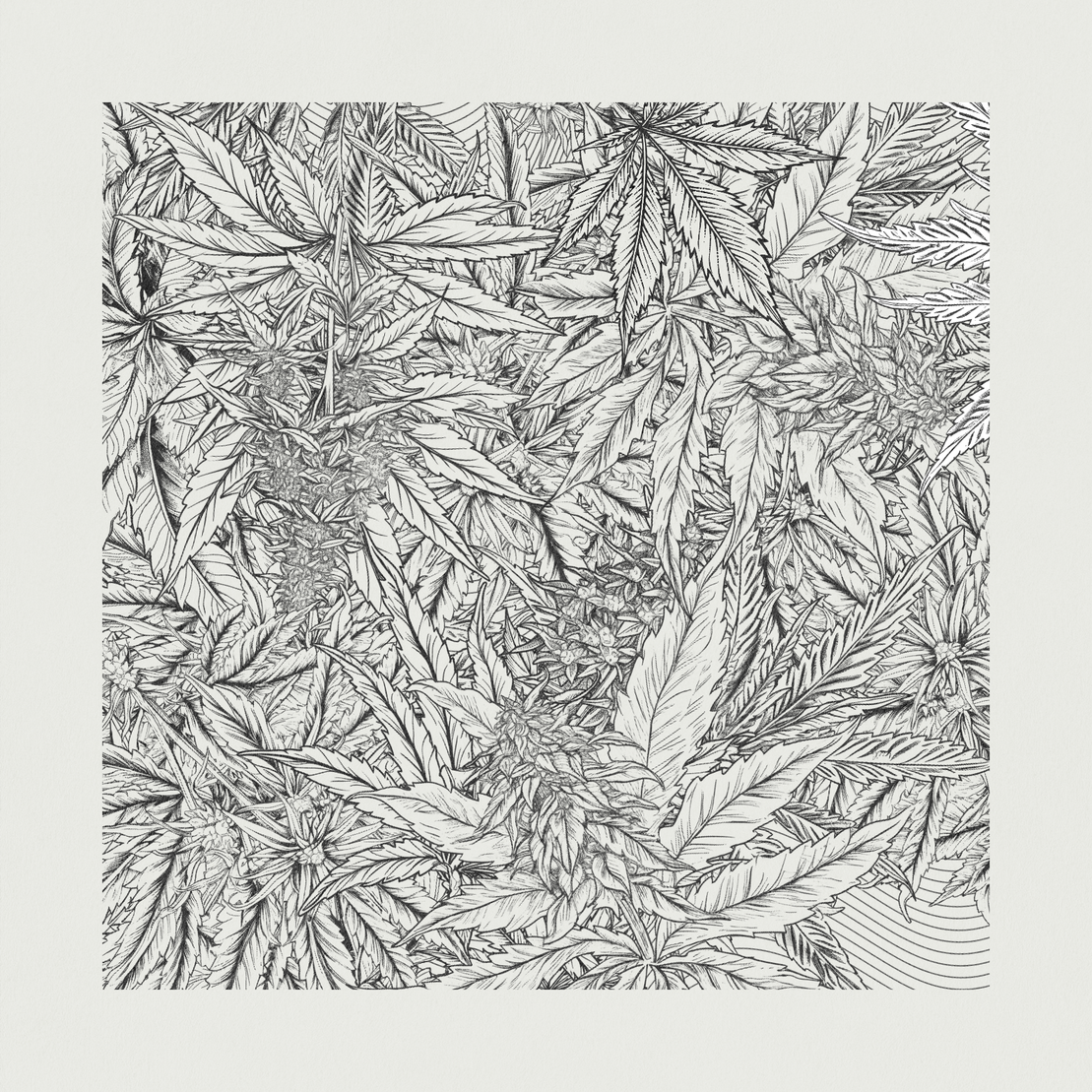 zancannabis #261