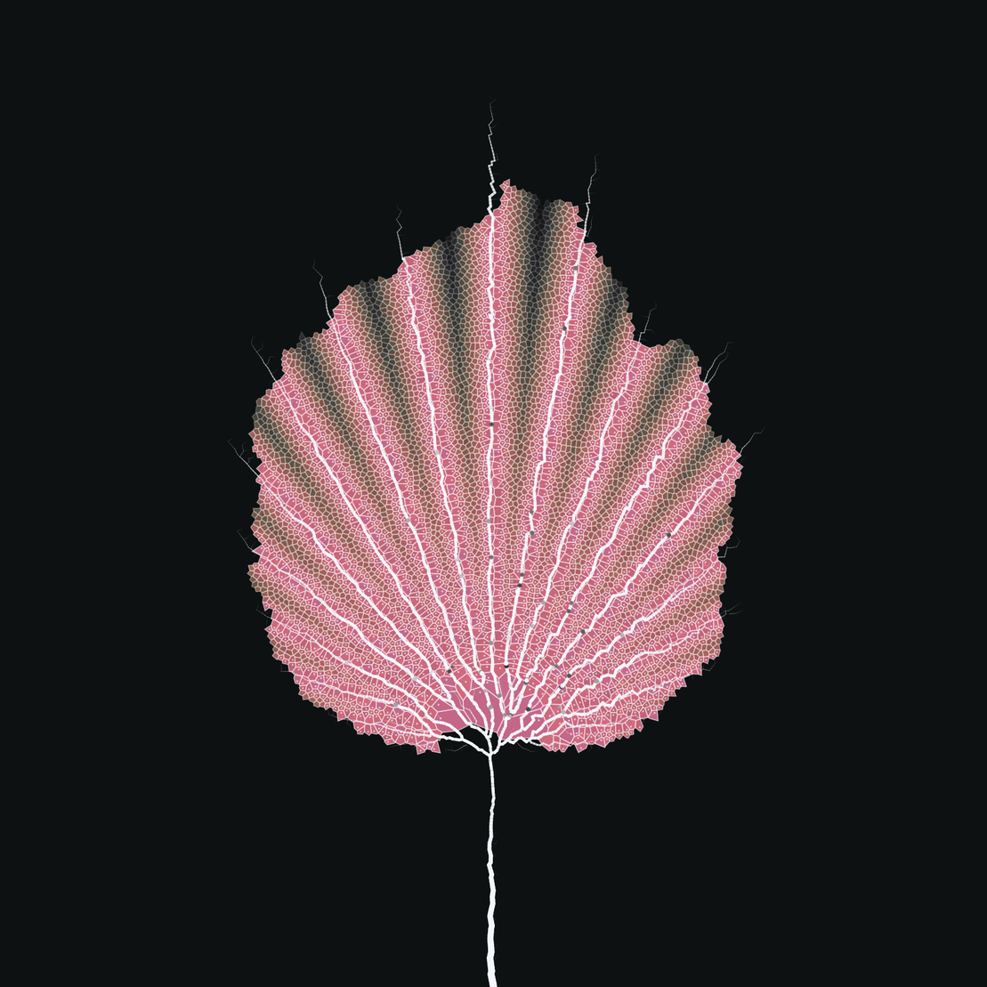 Leaf study #53