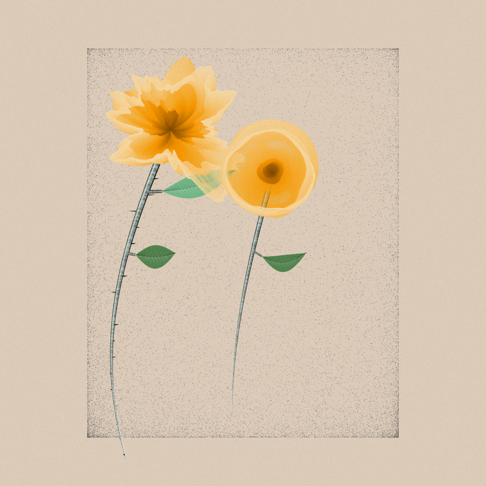 Magnolia #23