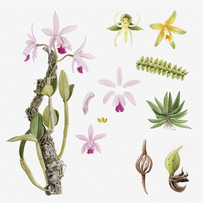 Botanical Illustration - Orchids 1 #50