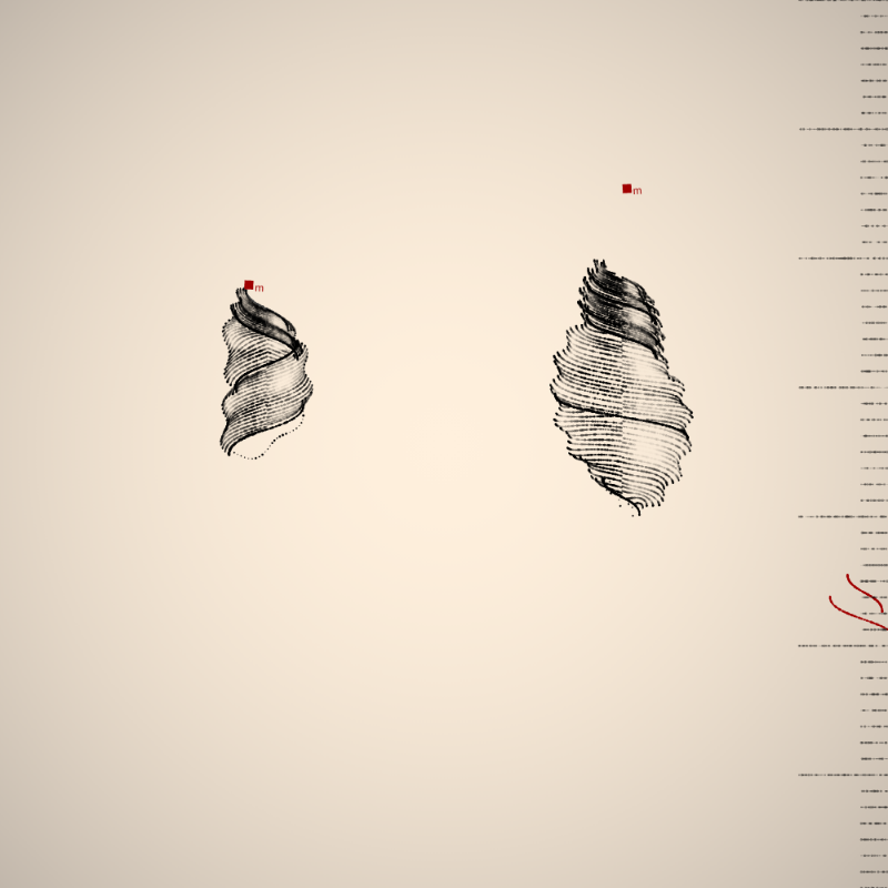 Two Specimen #306