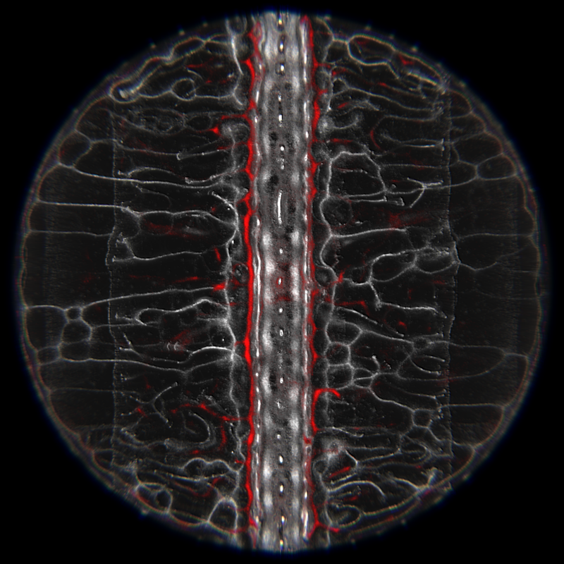 Ethereal Microcosm #183