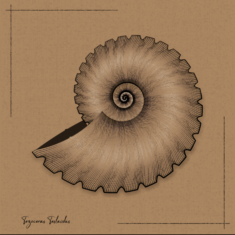 Ammonites #20