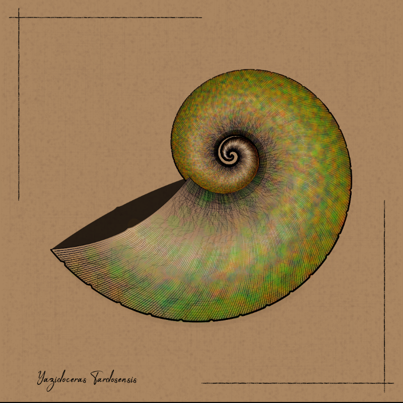 Ammonites #72