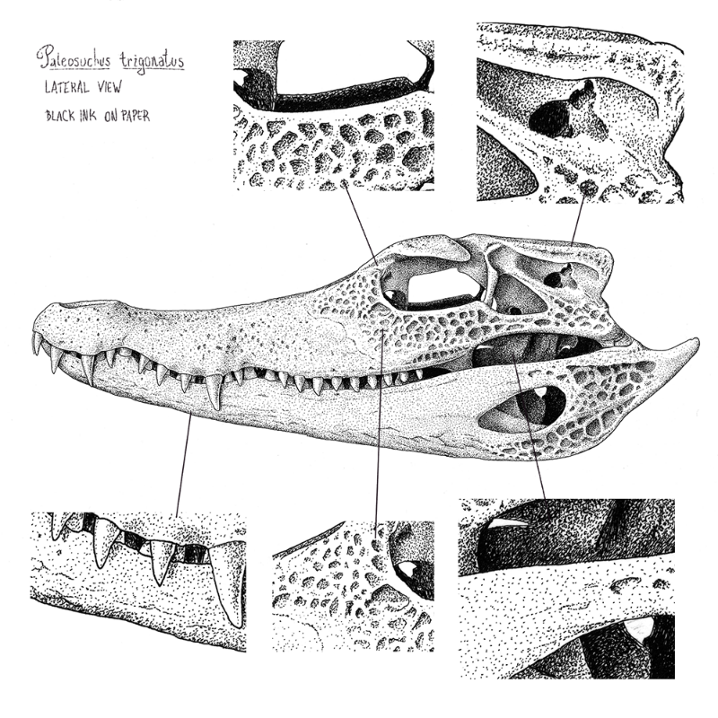 Paleosuchus trigonatus (skull) #22