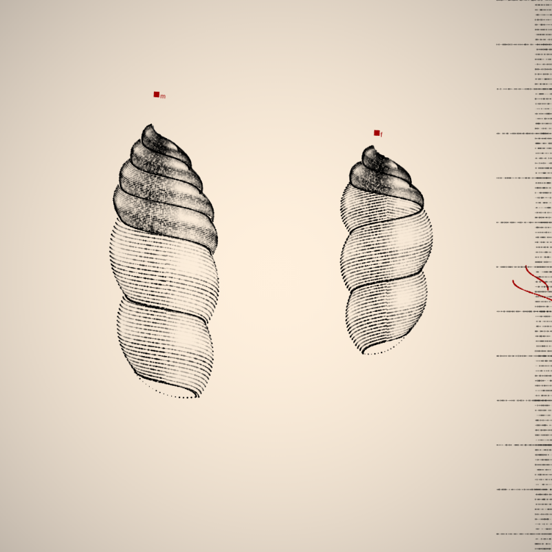 Two Specimen #207