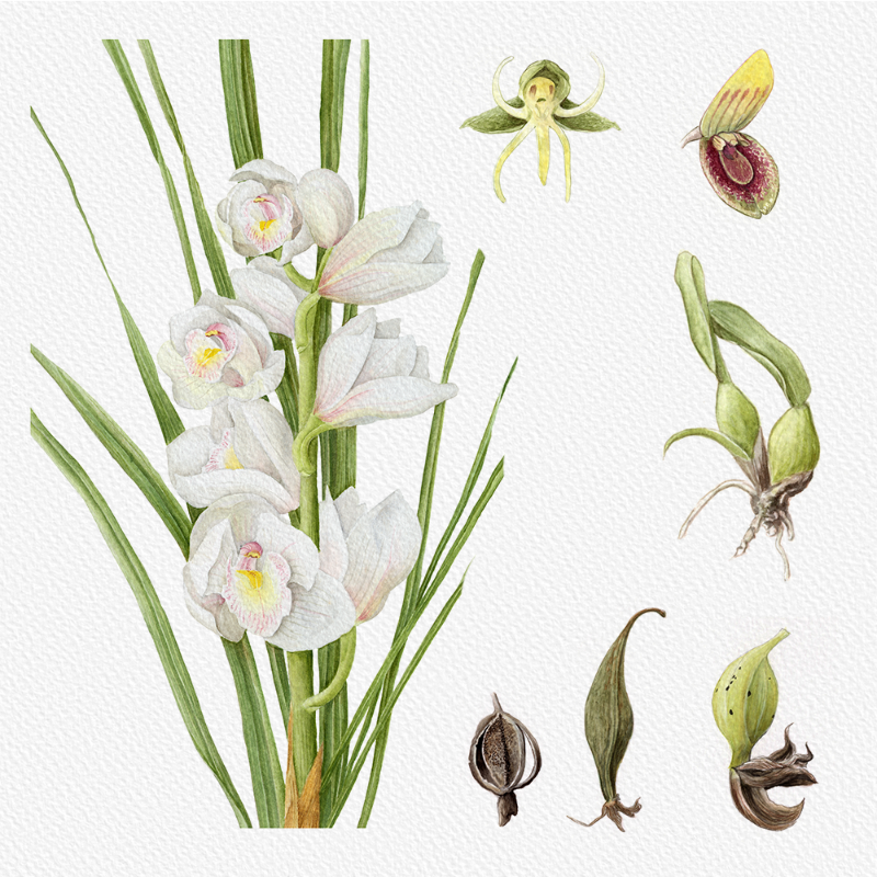 Botanical Illustration - Orchids 1 #48