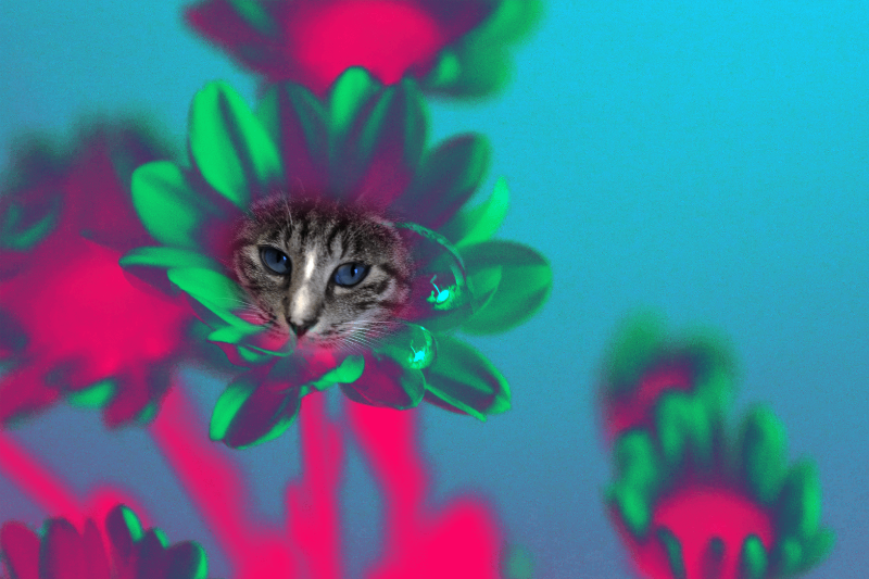 Flowering Cat