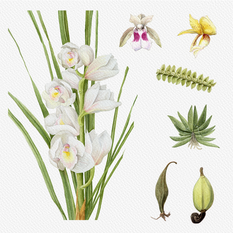 Botanical Illustration - Orchids 1 #89