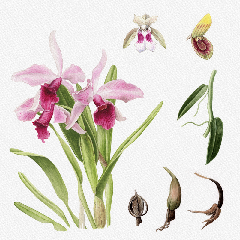 Botanical Illustration - Orchids 1 #35