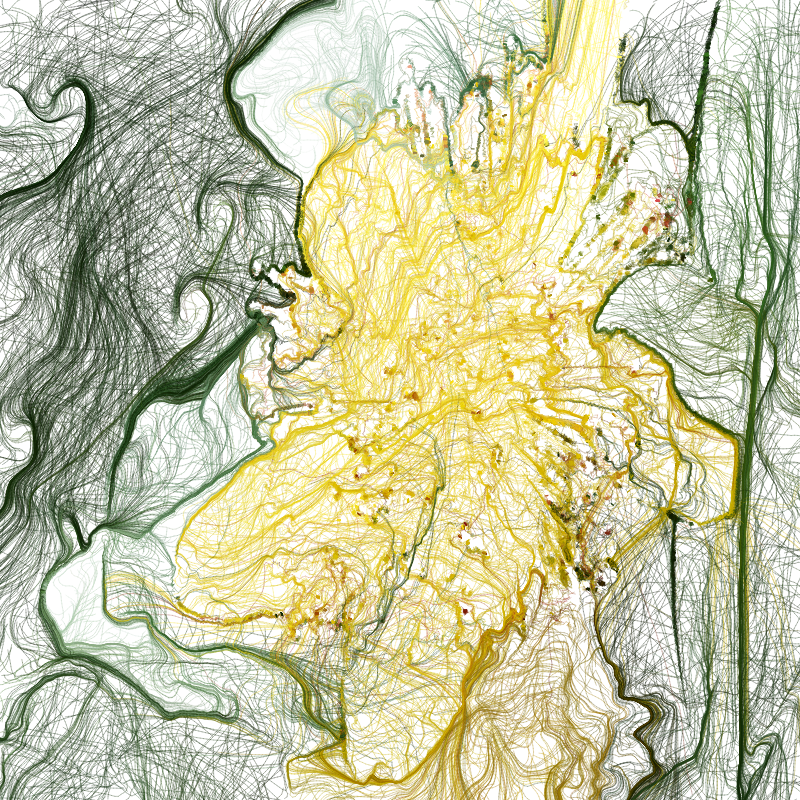 Hypericum #11