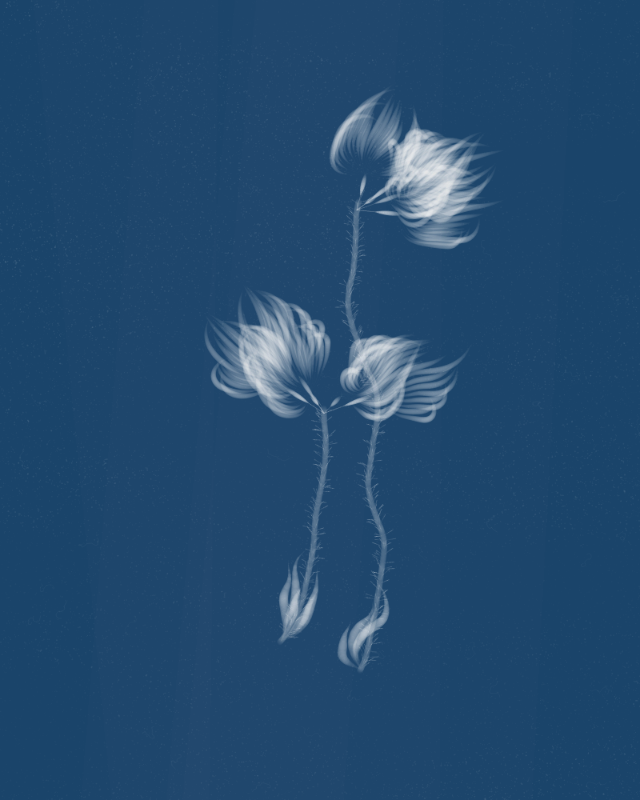 Cyanotypes #202