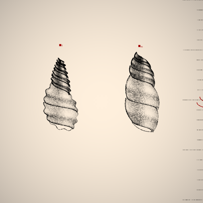 Two Specimen #35