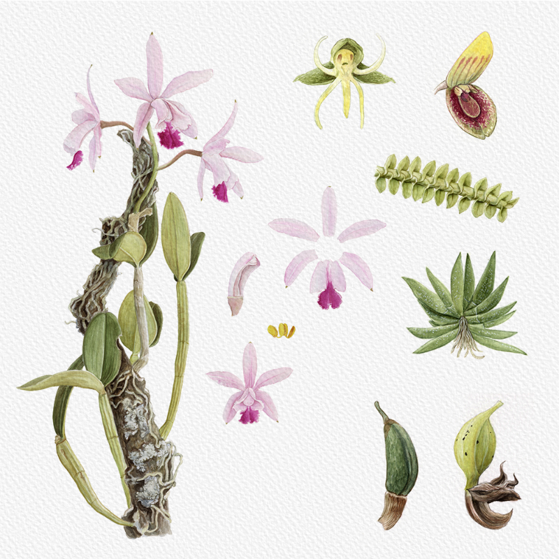 Botanical Illustration - Orchids 1 #76