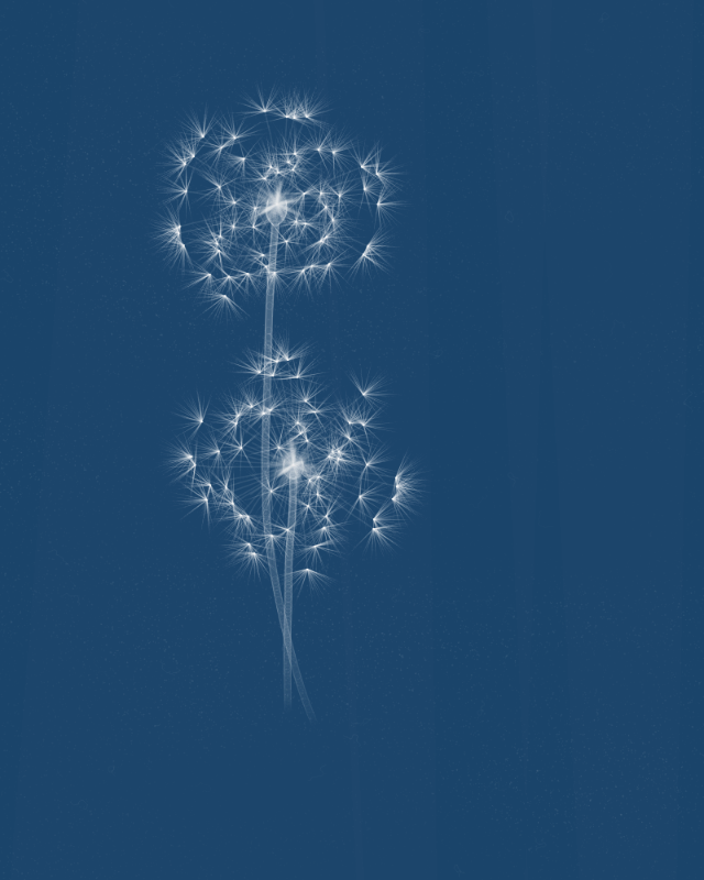 Cyanotypes #82