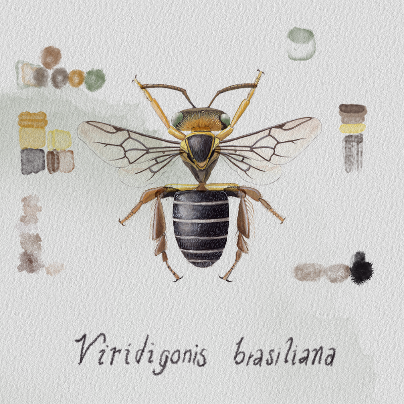 Randomic Brazilian Bees  #64