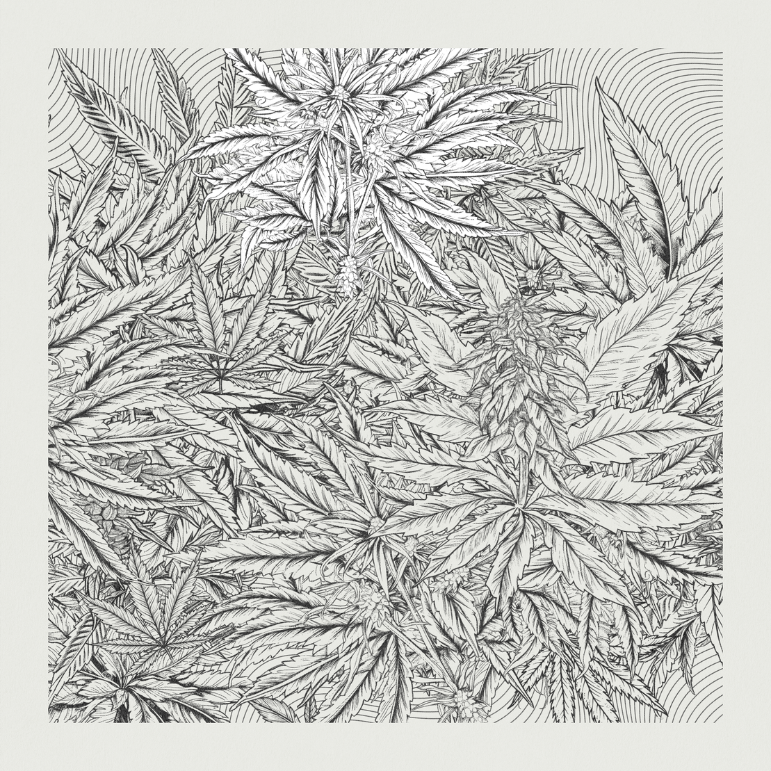 zancannabis #251