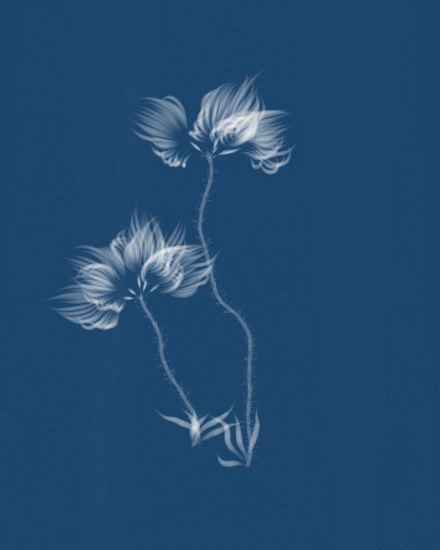 Cyanotypes #92