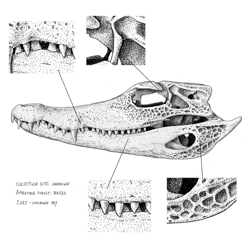 Paleosuchus trigonatus (skull) #14