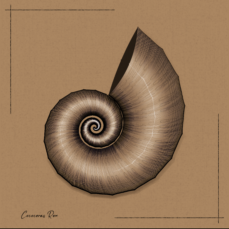 Ammonites #93