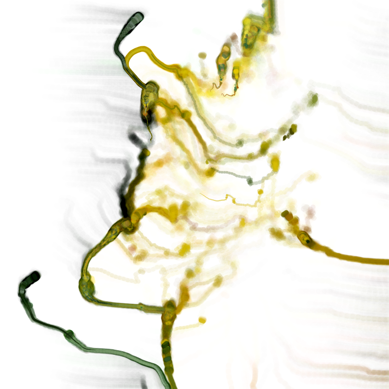Hypericum #24