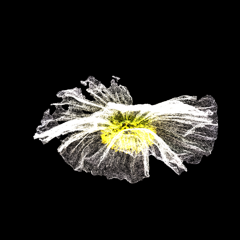 White Poppy 30 #144