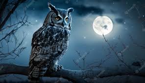 Owl_fx