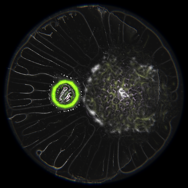 Ethereal Microcosm #15