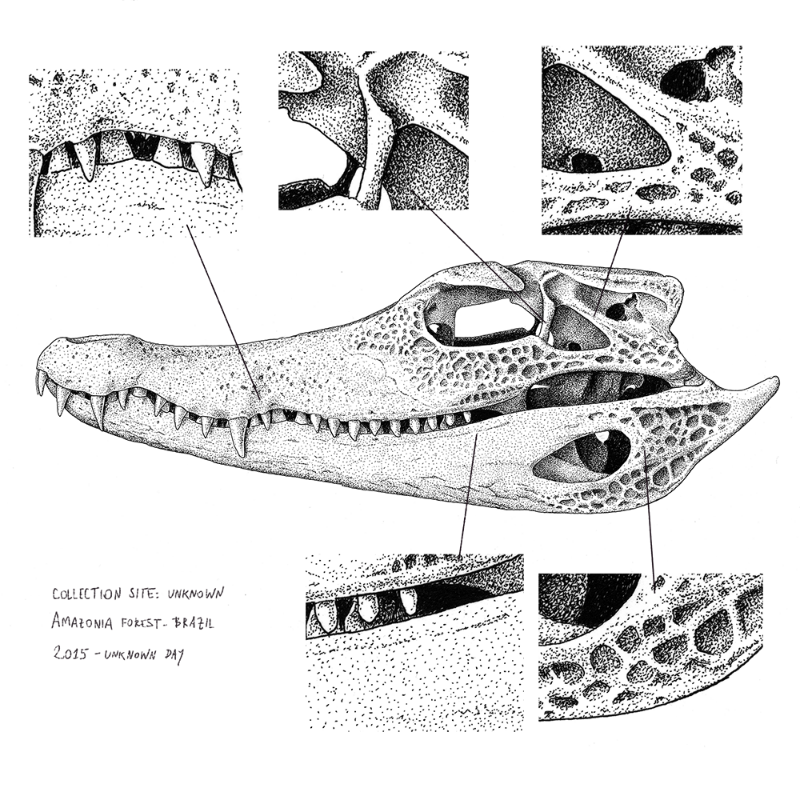 Paleosuchus trigonatus (skull) #20