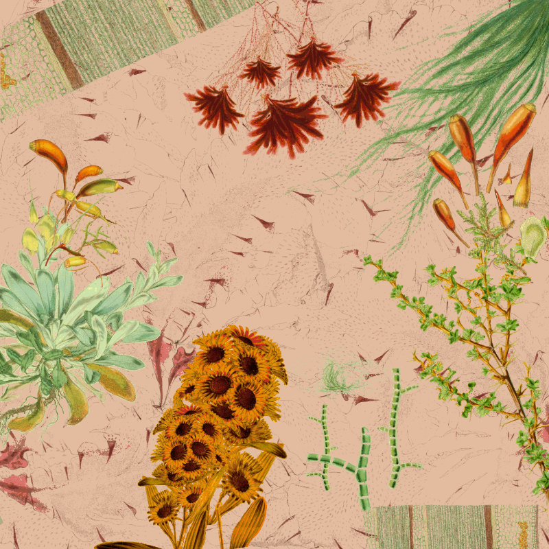 future flora from Antarctica's past #32
