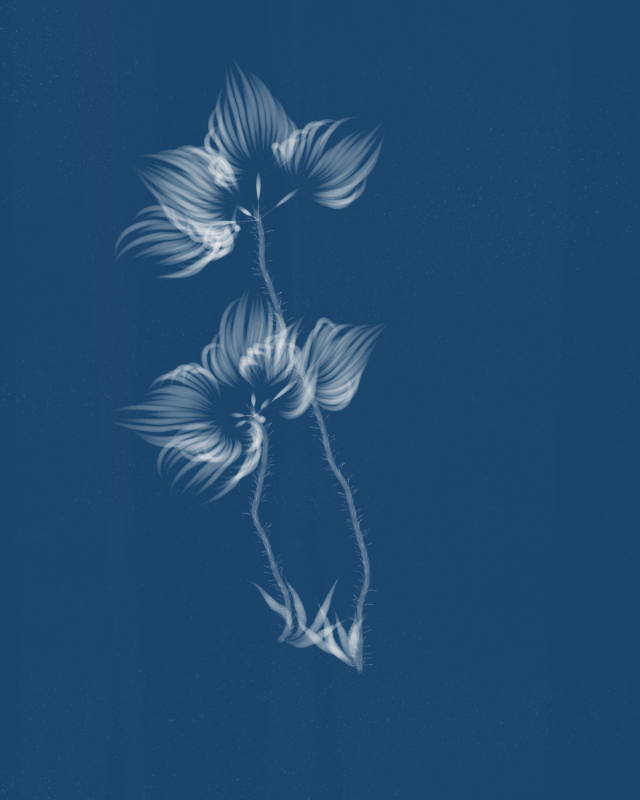 Cyanotypes #210