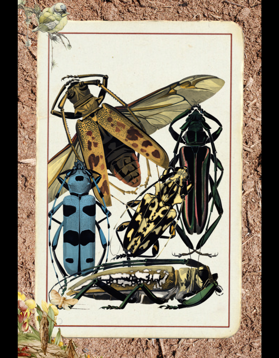 Paper Bugs  #7