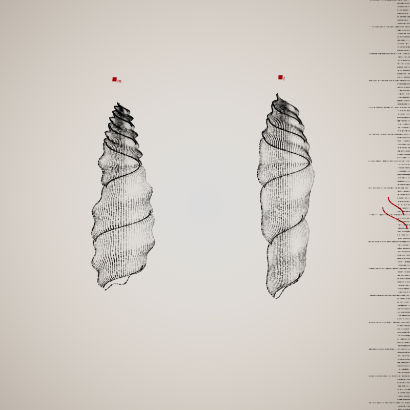 Two Specimen #77
