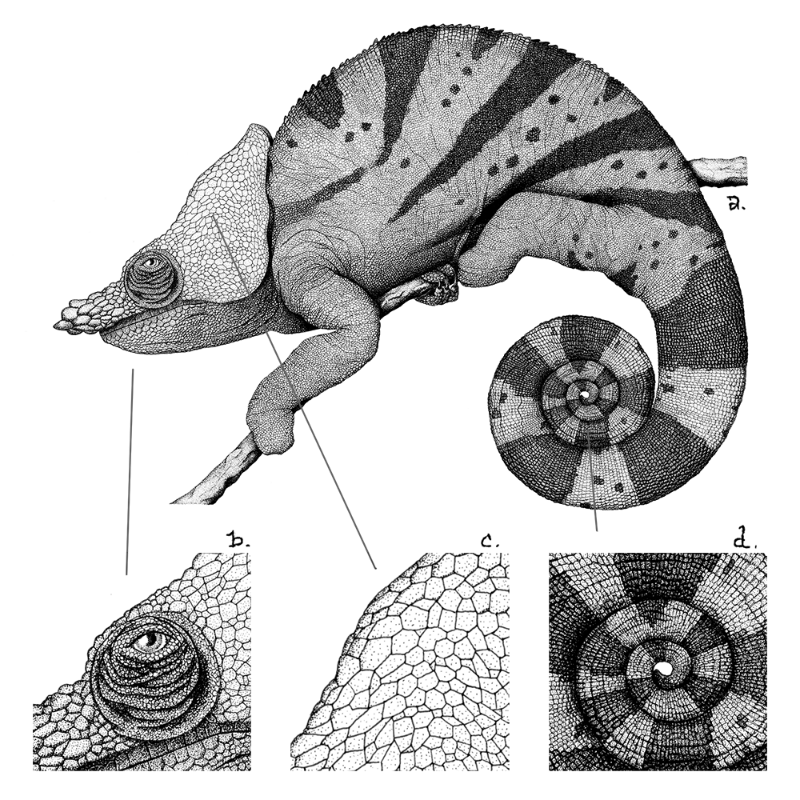 Chameleon - plante 1 #1