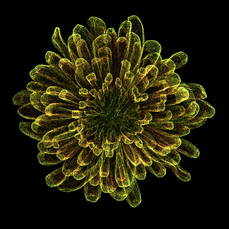 Chrysanthemum Morifolium 30 #123