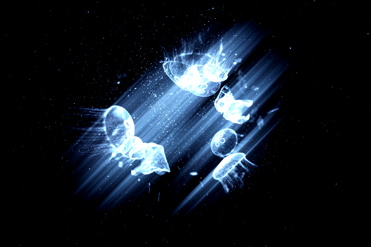 Turtle Vision #161